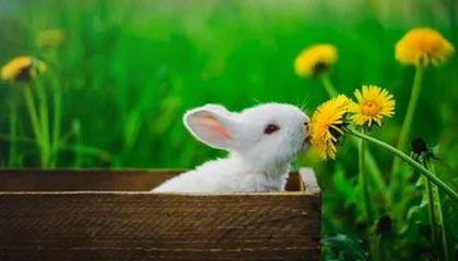 克卢日纳波卡，2025pgl克卢日纳波卡