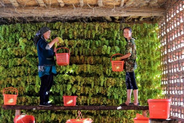 穆塞莱斯_穆塞莱斯直播_穆塞莱斯录像回放