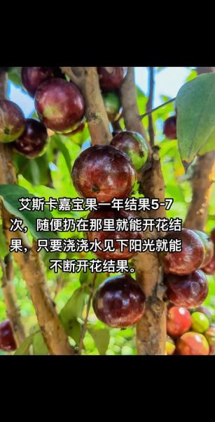 艾斯卡_艾斯卡直播_艾斯卡录像回放