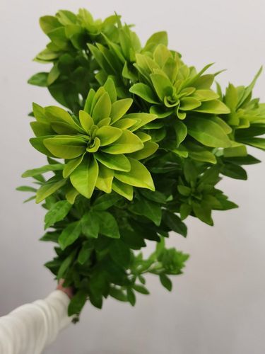 荷兰墨西哥_荷兰墨西哥直播_荷兰墨西哥免费在线观看