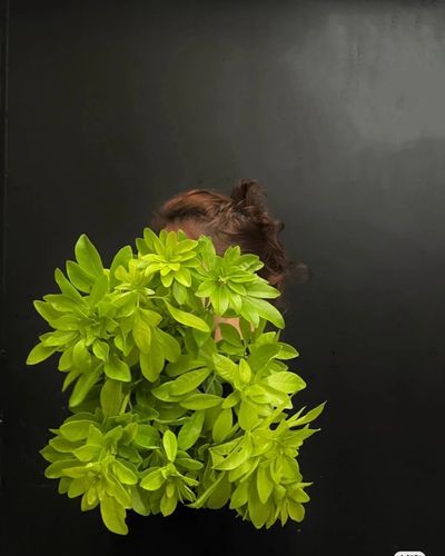 荷兰墨西哥_荷兰墨西哥直播_荷兰墨西哥免费在线观看