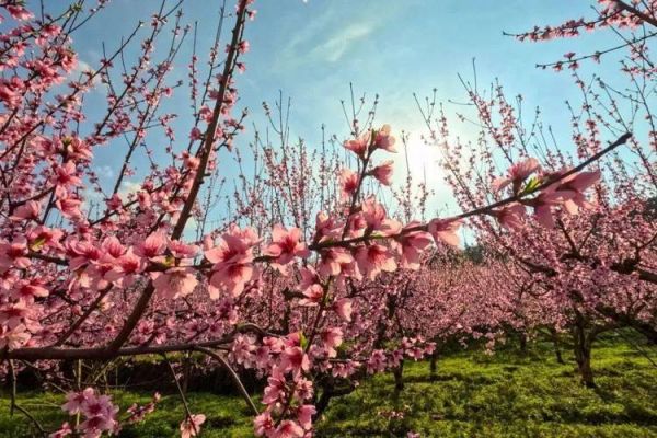 新美村篮球赛程表查询结果_新美村篮球赛程表查询结果直播_新美村篮球赛程表查询结果录像回放