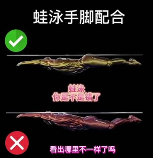 蛙泳的正确姿势视频（蛙泳的正确姿势视频教程慢动作自由泳）