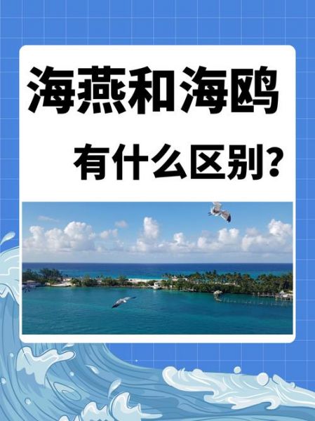 hody，海鸥的寓言故事告诉我们什么道理