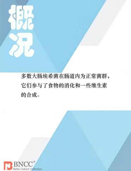 费格森，费格森埃希菌