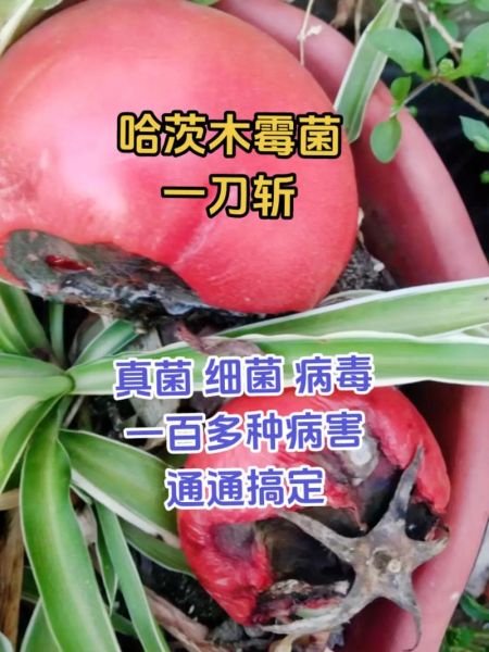哈茨，哈茨木霉菌功效与作用