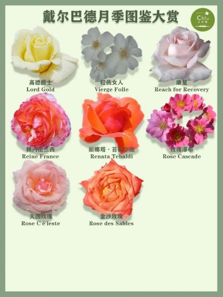 梅德兰，梅德兰珍珠月季介绍