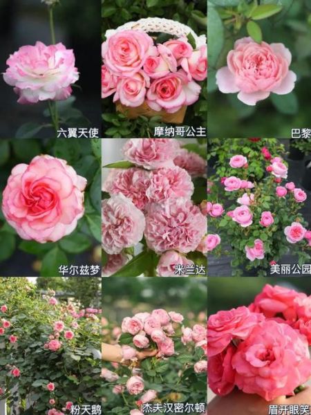 梅德兰，梅德兰珍珠月季介绍