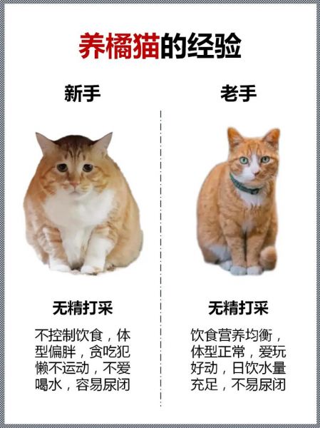 荷兰 墨西哥，荷兰墨西哥橘繁殖方法
