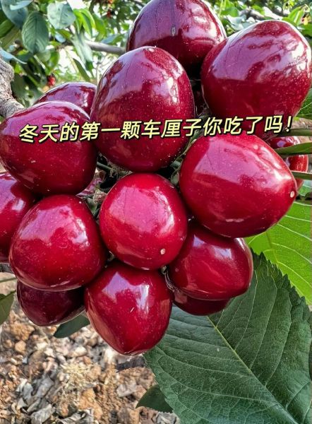 智利是属于哪个国家，智利车厘子