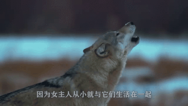 森林狼最新消息，森林狼最新消息动态