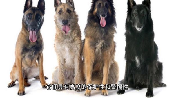 比利时牧羊犬四个类型，比利时牧羊犬介绍