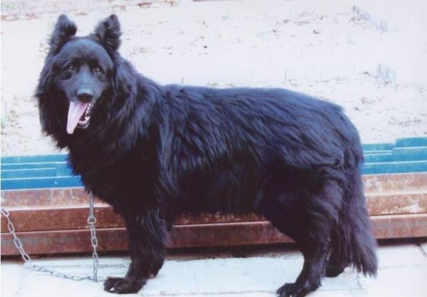 比利时牧羊犬四个类型，比利时牧羊犬介绍