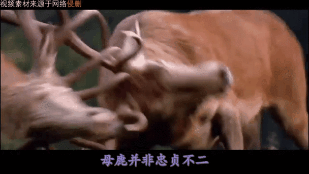 雄鹿vs森林狼，雄鹿vs森林狼2月24日直播在线观看